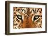 Leopard Eyes Painting-Sarah Stribbling-Framed Art Print