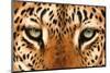 Leopard Eyes Painting-Sarah Stribbling-Mounted Art Print