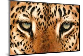 Leopard Eyes Painting-Sarah Stribbling-Mounted Art Print