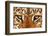 Leopard Eyes Painting-Sarah Stribbling-Framed Giclee Print