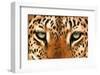 Leopard Eyes Painting-Sarah Stribbling-Framed Giclee Print