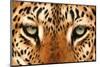 Leopard Eyes Painting-Sarah Stribbling-Mounted Giclee Print