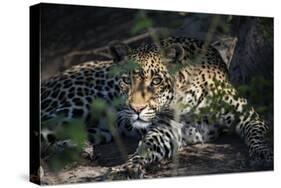 Leopard Face Peeking Out of Bush Close Up-Sheila Haddad-Stretched Canvas