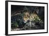 Leopard Face Peeking Out of Bush Close Up-Sheila Haddad-Framed Photographic Print