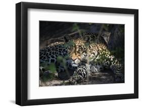 Leopard Face Peeking Out of Bush Close Up-Sheila Haddad-Framed Photographic Print