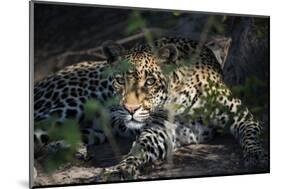 Leopard Face Peeking Out of Bush Close Up-Sheila Haddad-Mounted Photographic Print