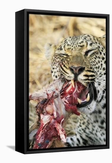 Leopard feeding on impala-Mark Hosking-Framed Stretched Canvas