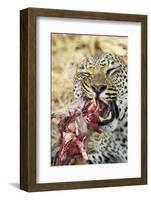 Leopard feeding on impala-Mark Hosking-Framed Photographic Print