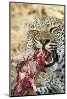 Leopard feeding on impala-Mark Hosking-Mounted Photographic Print