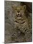 Leopard Female Cub, Savuti Channal, Linyanti Area, Botswana-Pete Oxford-Mounted Photographic Print