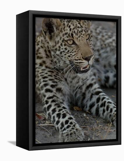 Leopard Female Cub, Savuti Channal, Linyanti Area, Botswana-Pete Oxford-Framed Stretched Canvas