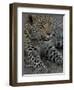 Leopard Female Cub, Savuti Channal, Linyanti Area, Botswana-Pete Oxford-Framed Photographic Print