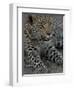 Leopard Female Cub, Savuti Channal, Linyanti Area, Botswana-Pete Oxford-Framed Photographic Print