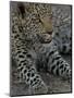 Leopard Female Cub, Savuti Channal, Linyanti Area, Botswana-Pete Oxford-Mounted Photographic Print