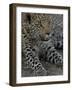 Leopard Female Cub, Savuti Channal, Linyanti Area, Botswana-Pete Oxford-Framed Photographic Print