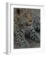 Leopard Female Cub, Savuti Channal, Linyanti Area, Botswana-Pete Oxford-Framed Photographic Print