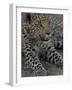 Leopard Female Cub, Savuti Channal, Linyanti Area, Botswana-Pete Oxford-Framed Photographic Print