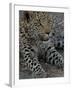 Leopard Female Cub, Savuti Channal, Linyanti Area, Botswana-Pete Oxford-Framed Photographic Print