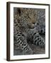 Leopard Female Cub, Savuti Channal, Linyanti Area, Botswana-Pete Oxford-Framed Photographic Print