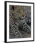 Leopard Female Cub, Savuti Channal, Linyanti Area, Botswana-Pete Oxford-Framed Photographic Print