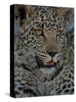 Leopard Female Cub, Savuti Channal, Linyanti Area, Botswana-Pete Oxford-Stretched Canvas