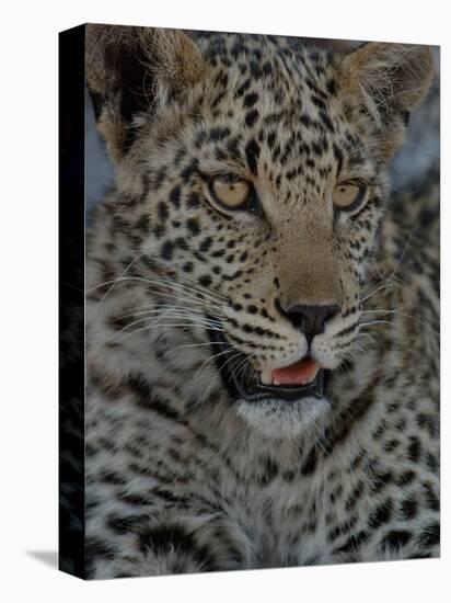 Leopard Female Cub, Savuti Channal, Linyanti Area, Botswana-Pete Oxford-Stretched Canvas