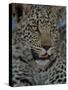 Leopard Female Cub, Savuti Channal, Linyanti Area, Botswana-Pete Oxford-Stretched Canvas