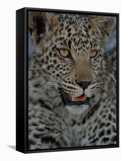Leopard Female Cub, Savuti Channal, Linyanti Area, Botswana-Pete Oxford-Framed Stretched Canvas