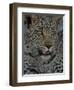 Leopard Female Cub, Savuti Channal, Linyanti Area, Botswana-Pete Oxford-Framed Photographic Print