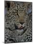 Leopard Female Cub, Savuti Channal, Linyanti Area, Botswana-Pete Oxford-Mounted Photographic Print