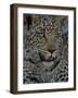 Leopard Female Cub, Savuti Channal, Linyanti Area, Botswana-Pete Oxford-Framed Photographic Print