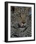 Leopard Female Cub, Savuti Channal, Linyanti Area, Botswana-Pete Oxford-Framed Photographic Print