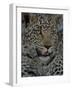 Leopard Female Cub, Savuti Channal, Linyanti Area, Botswana-Pete Oxford-Framed Photographic Print