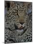 Leopard Female Cub, Savuti Channal, Linyanti Area, Botswana-Pete Oxford-Mounted Photographic Print