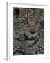 Leopard Female Cub, Savuti Channal, Linyanti Area, Botswana-Pete Oxford-Framed Photographic Print