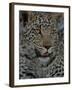 Leopard Female Cub, Savuti Channal, Linyanti Area, Botswana-Pete Oxford-Framed Photographic Print