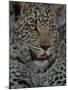 Leopard Female Cub, Savuti Channal, Linyanti Area, Botswana-Pete Oxford-Mounted Photographic Print