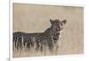 Leopard female (Panthera pardus), Kgalagadi Transfrontier Park, South Africa, Africa-Ann and Steve Toon-Framed Photographic Print