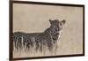 Leopard female (Panthera pardus), Kgalagadi Transfrontier Park, South Africa, Africa-Ann and Steve Toon-Framed Photographic Print