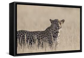 Leopard female (Panthera pardus), Kgalagadi Transfrontier Park, South Africa, Africa-Ann and Steve Toon-Framed Stretched Canvas