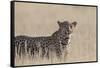 Leopard female (Panthera pardus), Kgalagadi Transfrontier Park, South Africa, Africa-Ann and Steve Toon-Framed Stretched Canvas