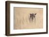 Leopard female (Panthera pardus), Kgalagadi Transfrontier Park, South Africa, Africa-Ann and Steve Toon-Framed Photographic Print