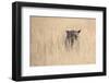 Leopard female (Panthera pardus), Kgalagadi Transfrontier Park, South Africa, Africa-Ann and Steve Toon-Framed Photographic Print