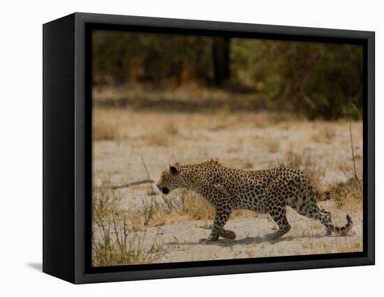 Leopard Female Stalking, Mombo Area, Chief's Island, Okavango Delta, Botswana-Pete Oxford-Framed Stretched Canvas