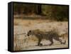 Leopard Female Stalking, Mombo Area, Chief's Island, Okavango Delta, Botswana-Pete Oxford-Framed Stretched Canvas