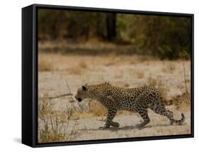 Leopard Female Stalking, Mombo Area, Chief's Island, Okavango Delta, Botswana-Pete Oxford-Framed Stretched Canvas