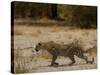 Leopard Female Stalking, Mombo Area, Chief's Island, Okavango Delta, Botswana-Pete Oxford-Stretched Canvas