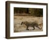 Leopard Female Stalking, Mombo Area, Chief's Island, Okavango Delta, Botswana-Pete Oxford-Framed Photographic Print