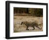 Leopard Female Stalking, Mombo Area, Chief's Island, Okavango Delta, Botswana-Pete Oxford-Framed Photographic Print