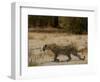 Leopard Female Stalking, Mombo Area, Chief's Island, Okavango Delta, Botswana-Pete Oxford-Framed Photographic Print